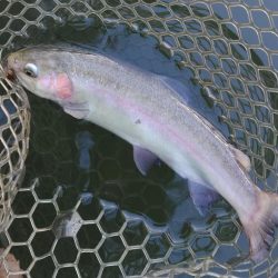 放流魚はどこだ ～大安トラウトレイク～